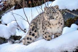 snow leopard.jfif