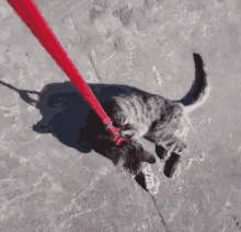 walking-the-cat-lazy