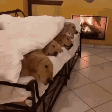 dogs-cozy.gif