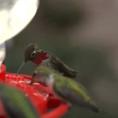 hummingbirdy.gif