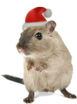 mouse.png