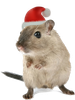 mouse.png