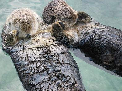 800px-Sea_otters_holding_hands.jpg