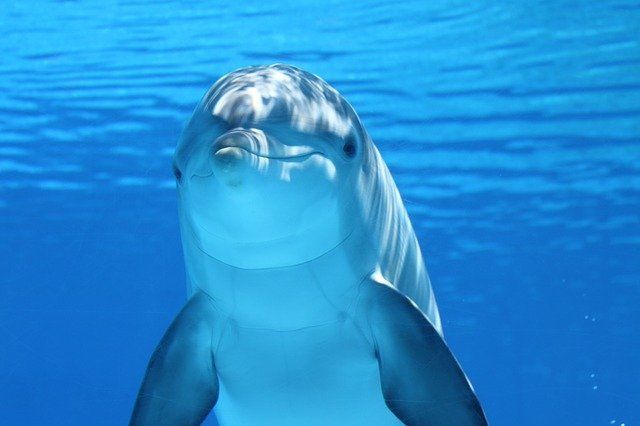 dolphin-g7d6480000_640.jpg