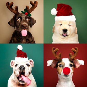 set-portraits-adorable-puppies-christmas-costumes.jpg