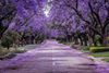 istock-jacaranda-trees-138924-2.jpeg