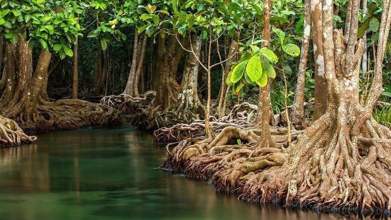 mangrove.jpg