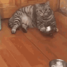hungry-cat.gif