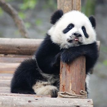 tired-panda.jpg