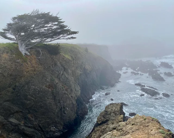 lone-windswept-monterey-cypress-clinging-to-the-cliffside-v0-cpo7h6y1hk6b1 copy.png