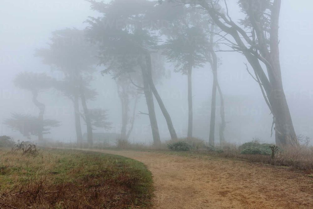 fog trees.jpeg