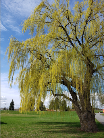 Weeping Willow.png