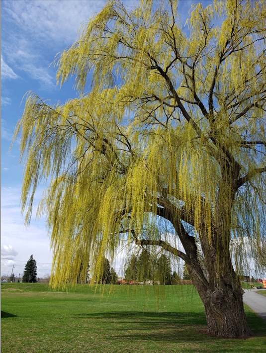 Weeping Willow.png