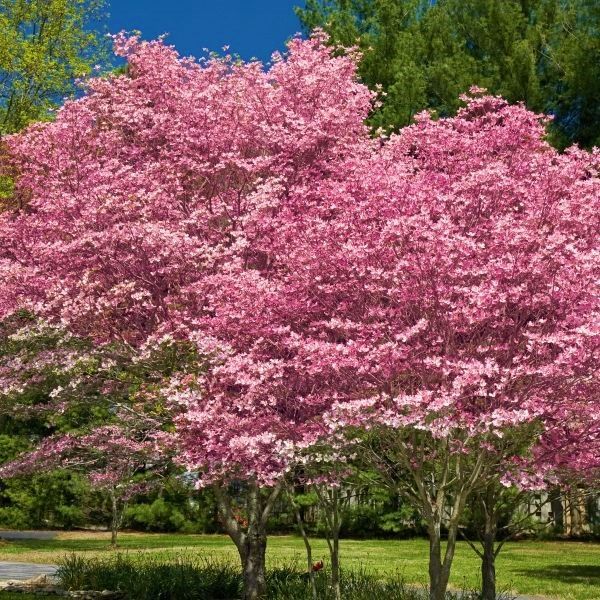 pink-flowering-dogwood-2-600x600.jpg
