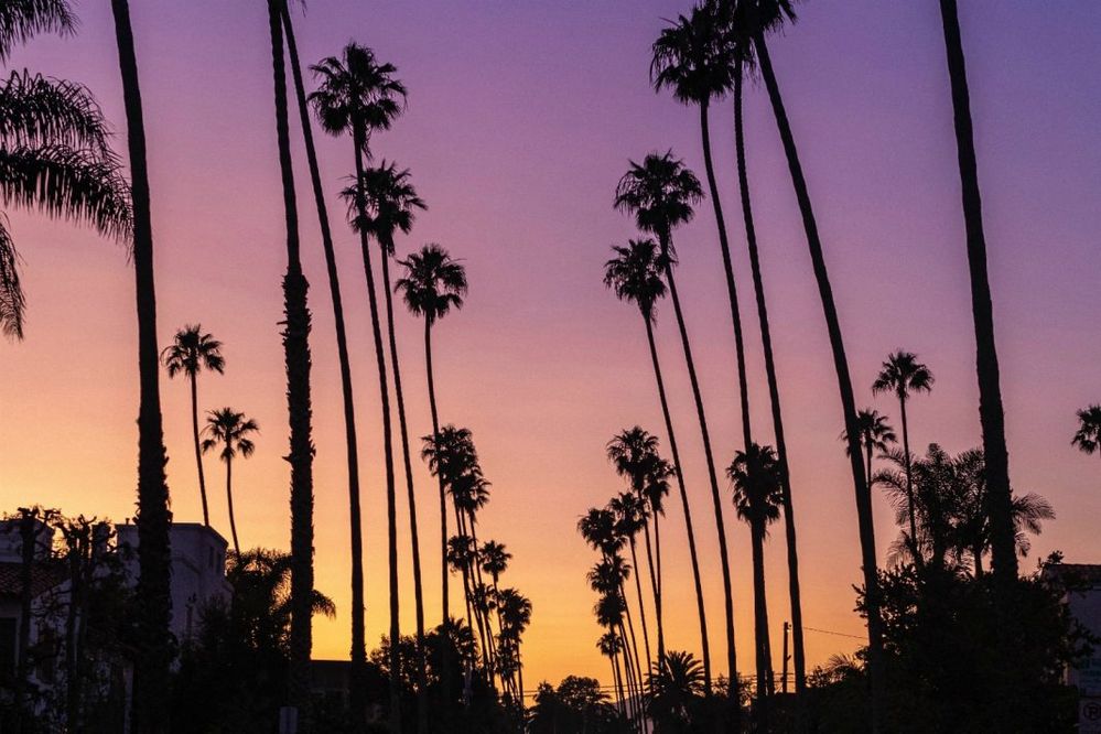 palm-trees-lean-los-angeles-daniel-schludi-t6JpiIWLLp8-unsplash-1068x712.jpg