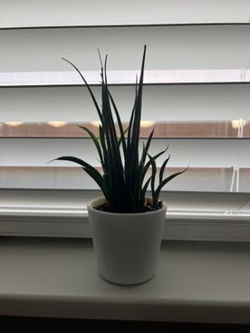 snake plant.jpg