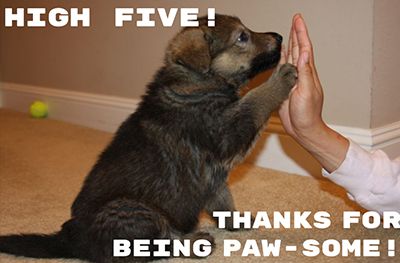 pawsome.jpg