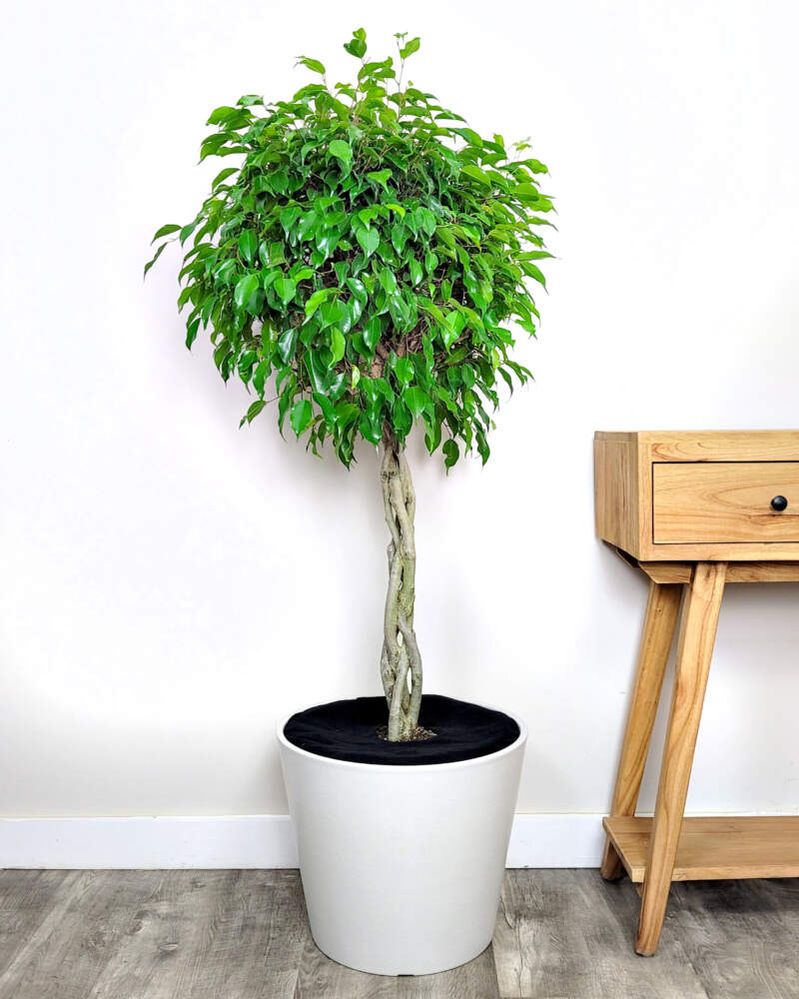 Ficus-Wintergreen-7G-Braid-800x1000.jpg
