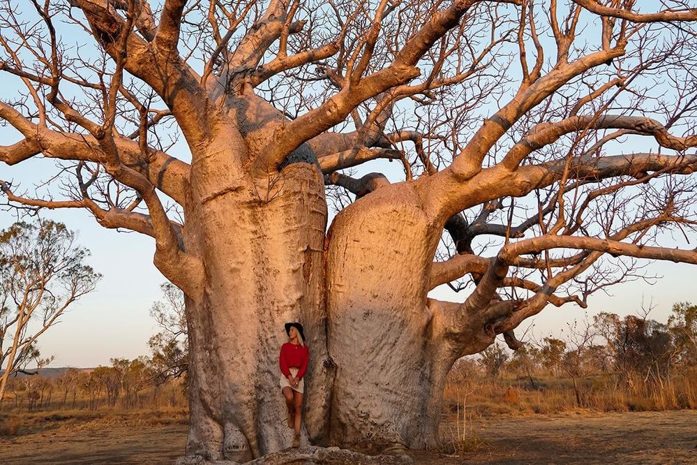 Boab-Tree-in-the-Kimberley.jpg