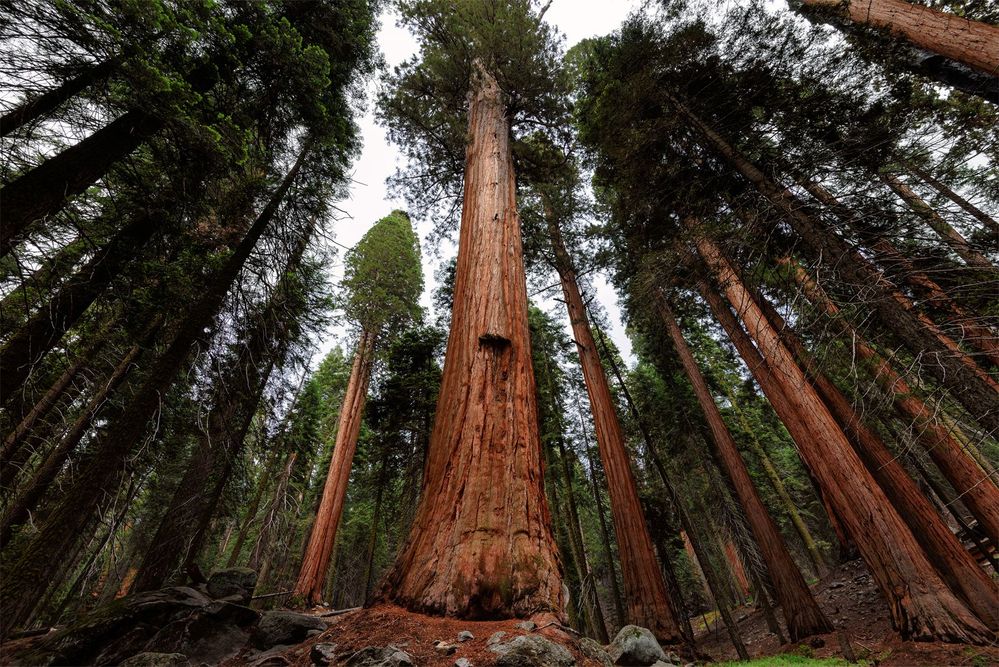 giant-sequoia-tree-Sequoia-National-Park-California