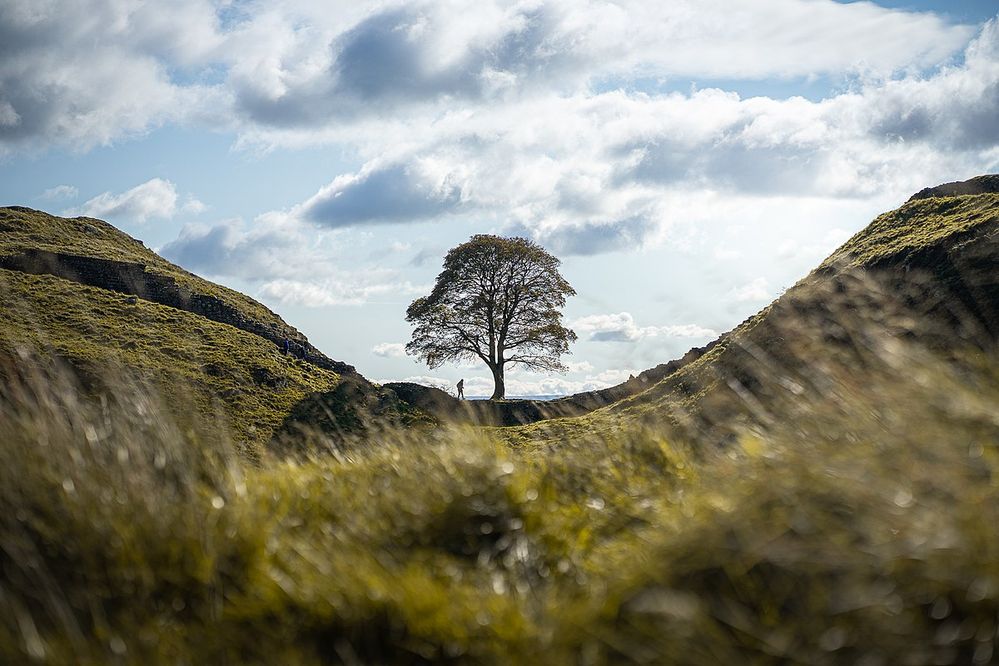 Sycamore_Gap_Tree_arbre.jpg