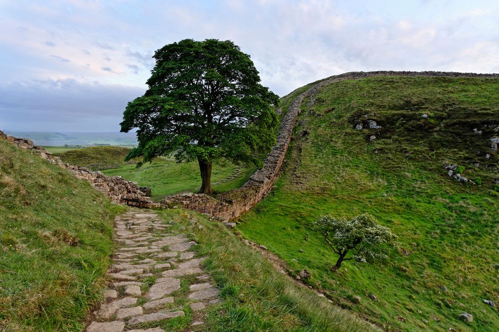 Sycamore gap.jpg