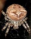 cat-faced orb weaver.jpg