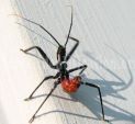 assassin bug20.jpg