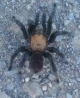 tarantula crop15.jpg