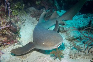 NURSE-SHARKS-IN-TCI.jpg