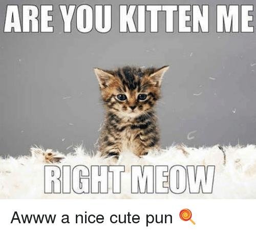 are-you-kitten-me-right-meow-awww-a-nice-cute-7635874.png