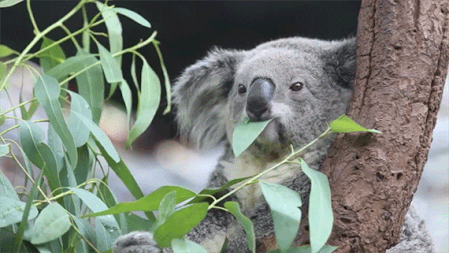 Koala-Chewing-Endlessly570.gif