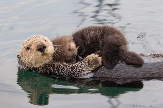 1080x720-cute-sea-otter-mom-newborn-pup-02