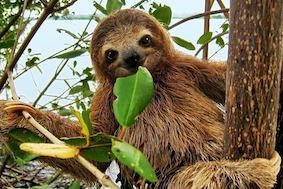 slothh.jpg