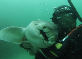 2019-02-14 15_45_58-port jackson shark - Google Search.png