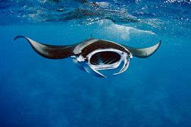 manta-ray-maldive-m-linda.jpg