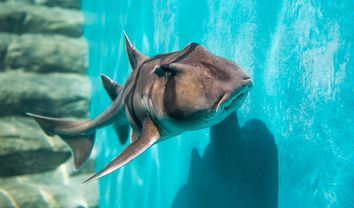 PJ-Zoo-PhotoPort-Jackson-Sharks-at-Taronga-27.jpg